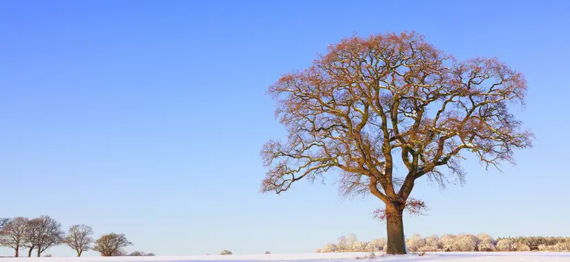 Generationsskifte i företaget – vad vill du långsiktigt?