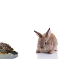 Fördjupa medvetandeträningen och öva på att lyssna - för att förstå ditt eget och andras bästa.