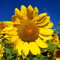 Goda ledare är möjlighetstänkare
