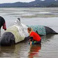 Är du en strandad val?
