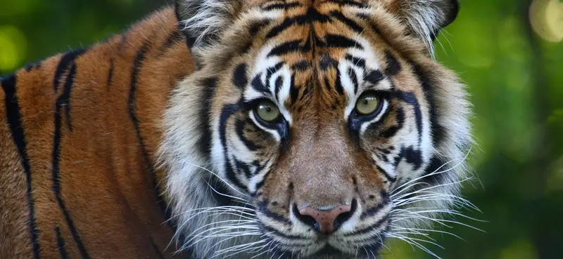 Hjärnan vill ha en förutsägbar tillvaro utan hot för att fungera.