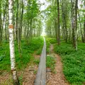 Stressade finner ro i naturen