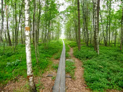 Stressade finner ro i naturen