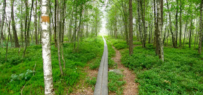 Stressade finner ro i naturen