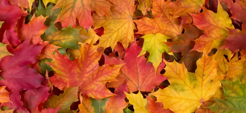 Anna Bellman, Kommunicera 