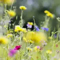 Naturen som frisk-sal