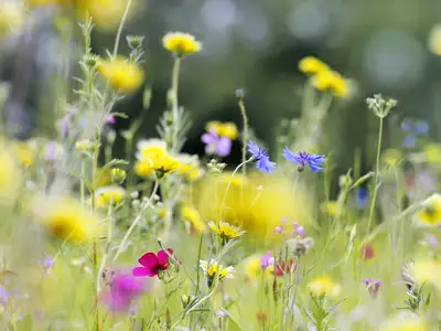 Naturen som frisk-sal