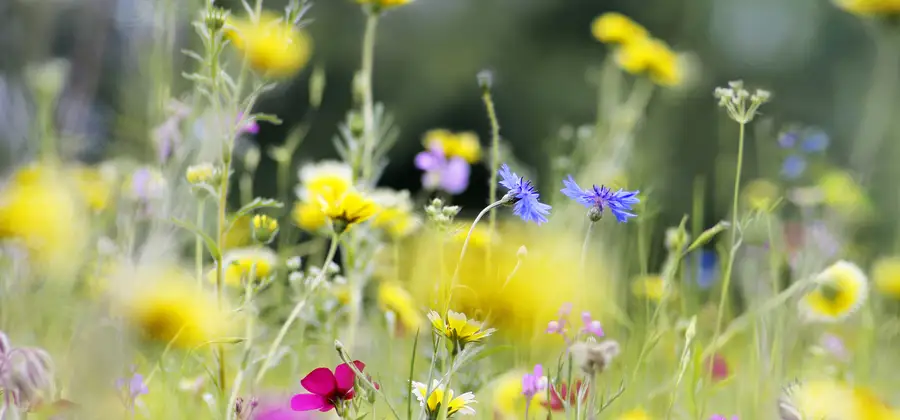 Naturen som frisk-sal