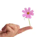 Finger, blomma och balans