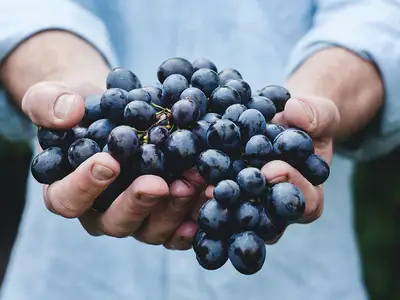 Några innovationer som Christina har varit med att ta fram är ett digitalt hjälpmedel till stöd för odlingsbeslut i vin- och äpple odling som ger användaren ett stort antal mätdata på enkelt sätt.