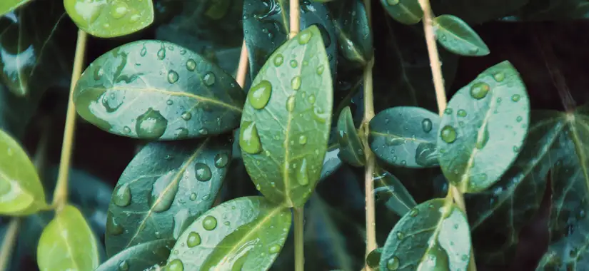 Hållbarhetsbarometern 2020 - 85 procent av cheferna menar att betydelsen av hållbarhetsfrågor kommer att öka under de närmaste fem åren.