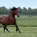 Häst