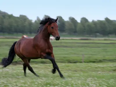Häst
