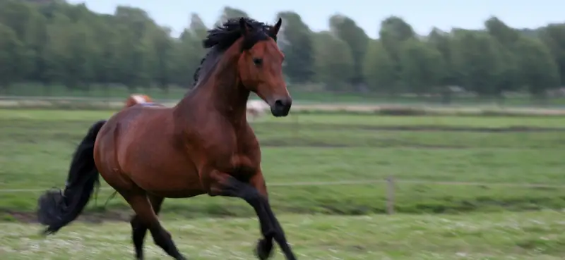 Häst