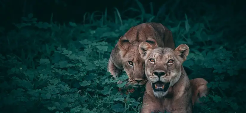 Ledare som vågar säga “Jag vet inte, men vi hittar vägen tillsammans” bygger tillit snabbare än de som låtsas veta allt.