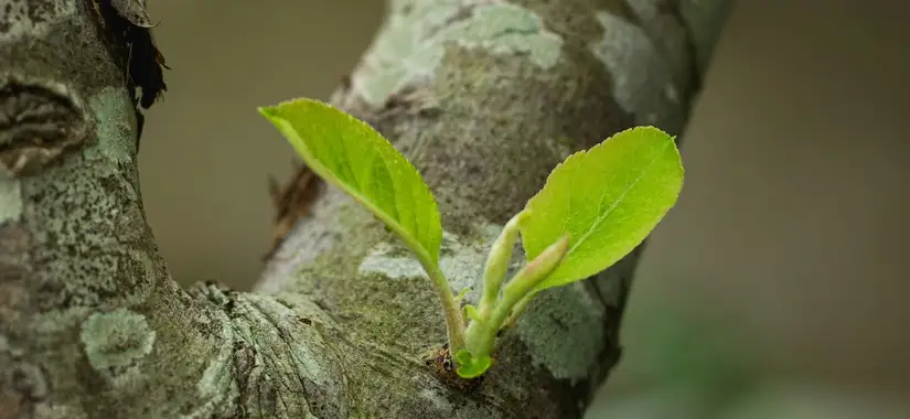 Vilka förutsättningar behöver jag för att växa och utvecklas?