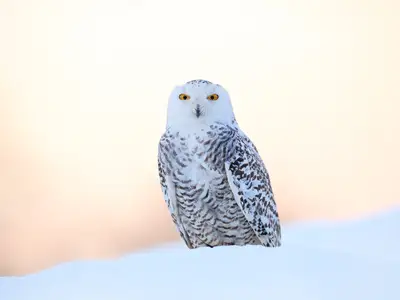 Förändringen ligger i hur vi leder och ser på ledarskapet, vilket i sin tur påverkas av kontexten.